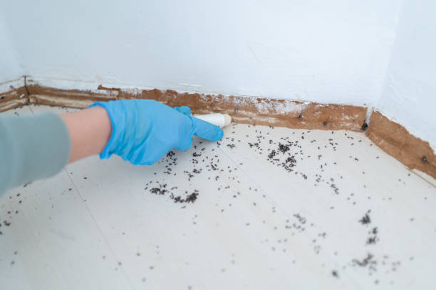 Reliable Mandeville, LA Pest Control Solutions